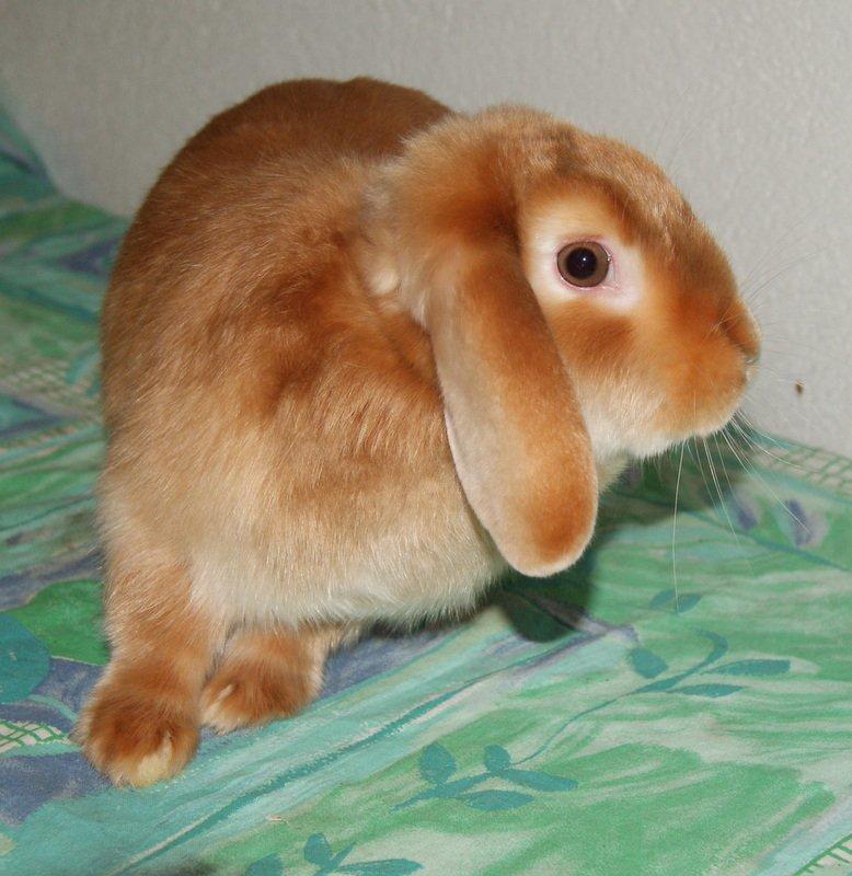 Kanin Freja von den Hasengarten - 6 mdr. gl. billede 4