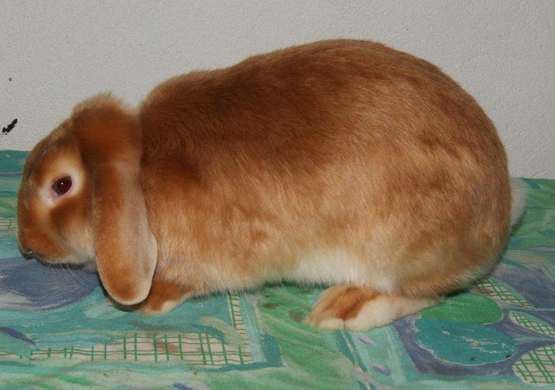 Kanin Freja von den Hasengarten billede 5