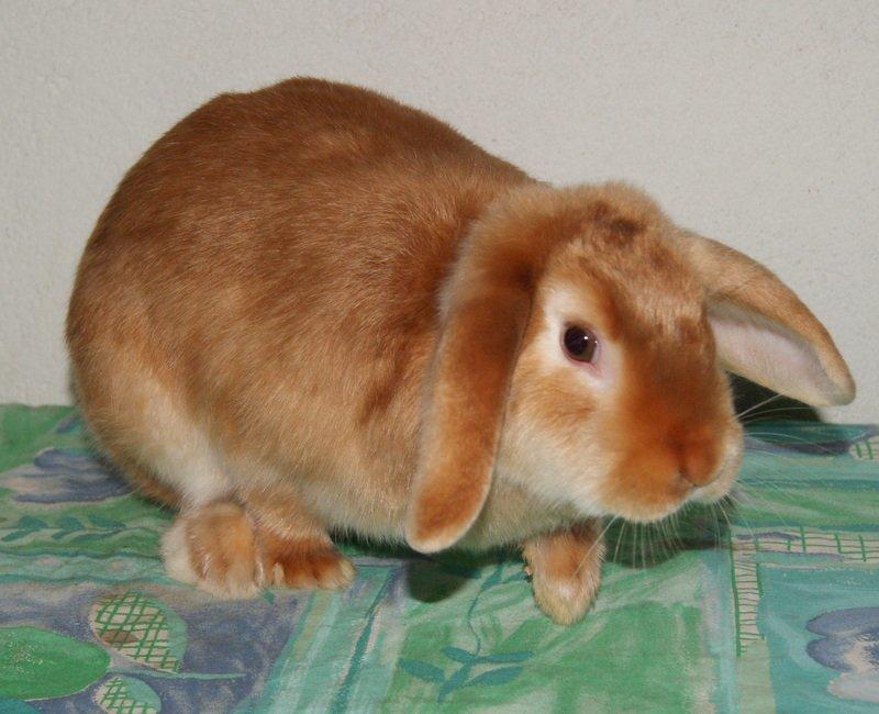 Kanin Freja von den Hasengarten billede 6