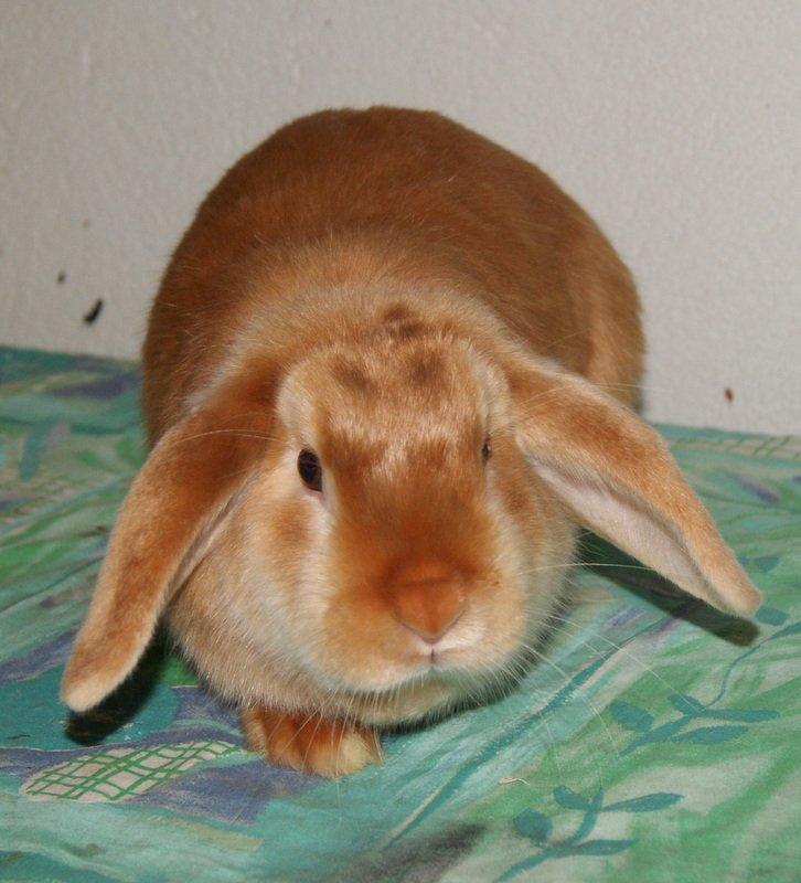 Kanin Freja von den Hasengarten billede 7