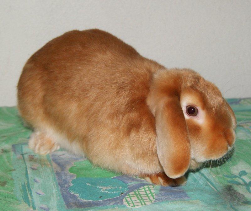Kanin Freja von den Hasengarten billede 8