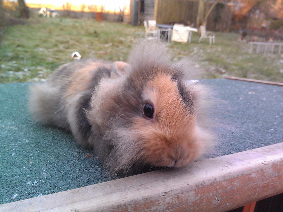 Kanin Tantetuts Marilyn billede 1