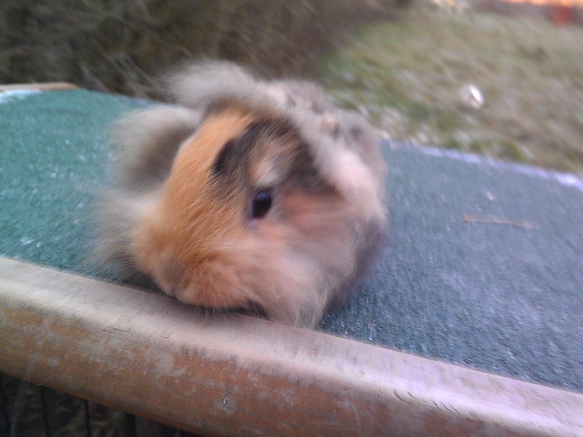 Kanin Tantetuts Marilyn billede 2