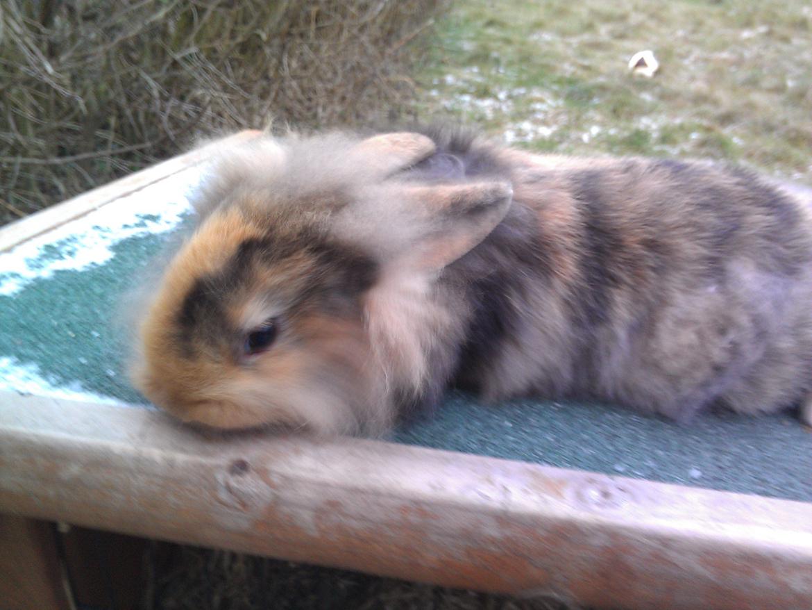 Kanin Tantetuts Marilyn billede 3