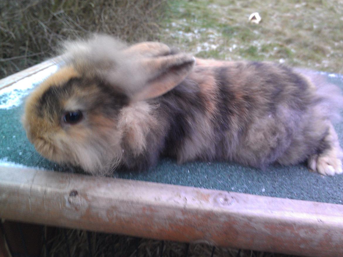 Kanin Tantetuts Marilyn billede 4