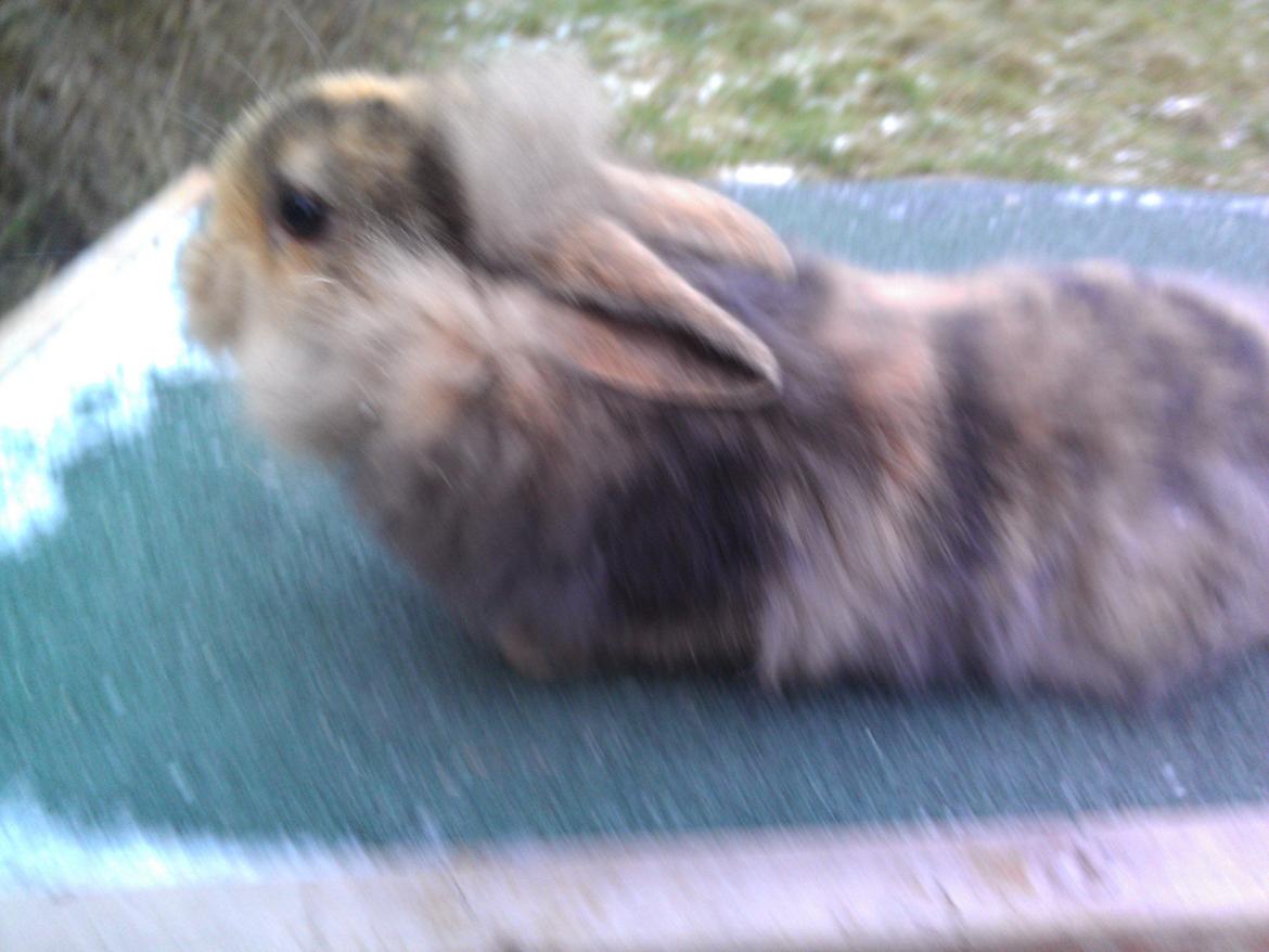 Kanin Tantetuts Marilyn billede 5