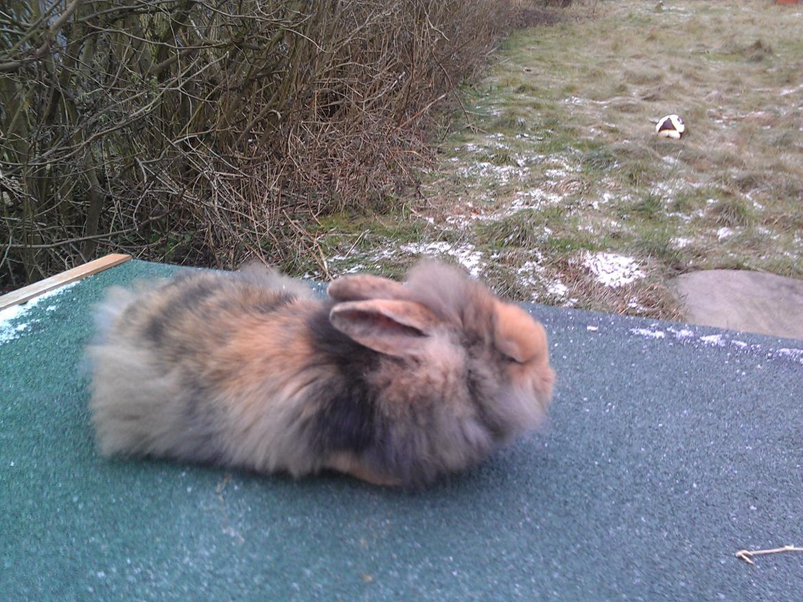 Kanin Tantetuts Marilyn billede 6