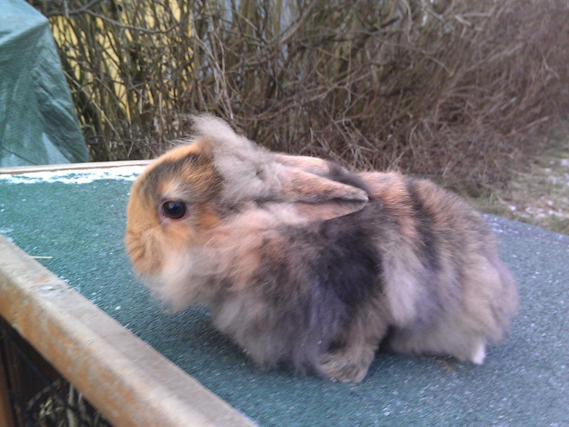 Kanin Tantetuts Marilyn billede 7