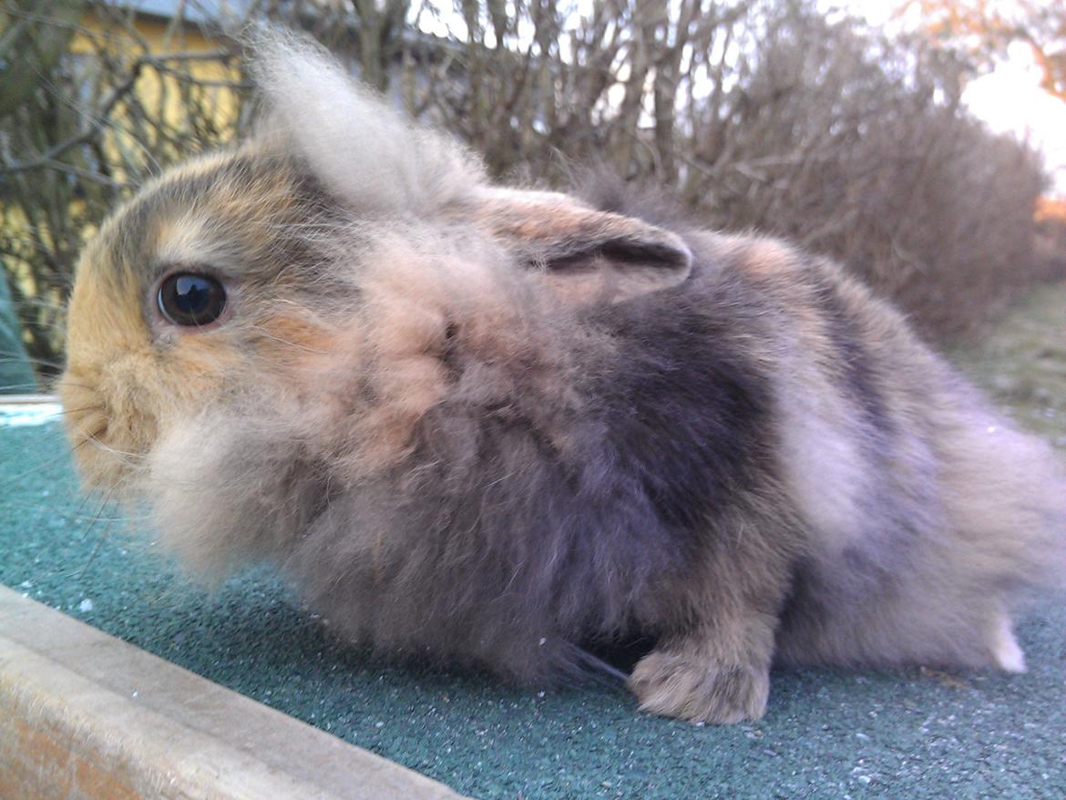 Kanin Tantetuts Marilyn billede 8