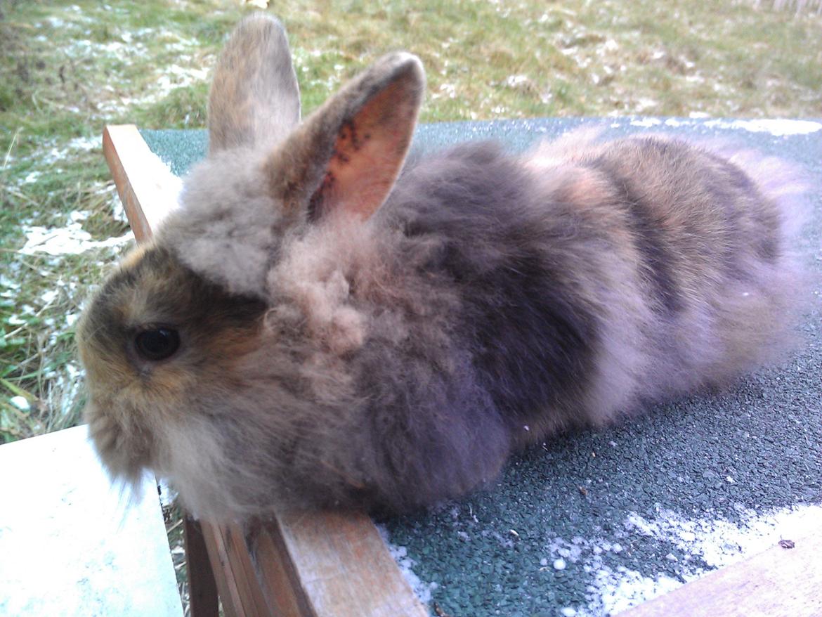 Kanin Tantetuts Marilyn billede 9