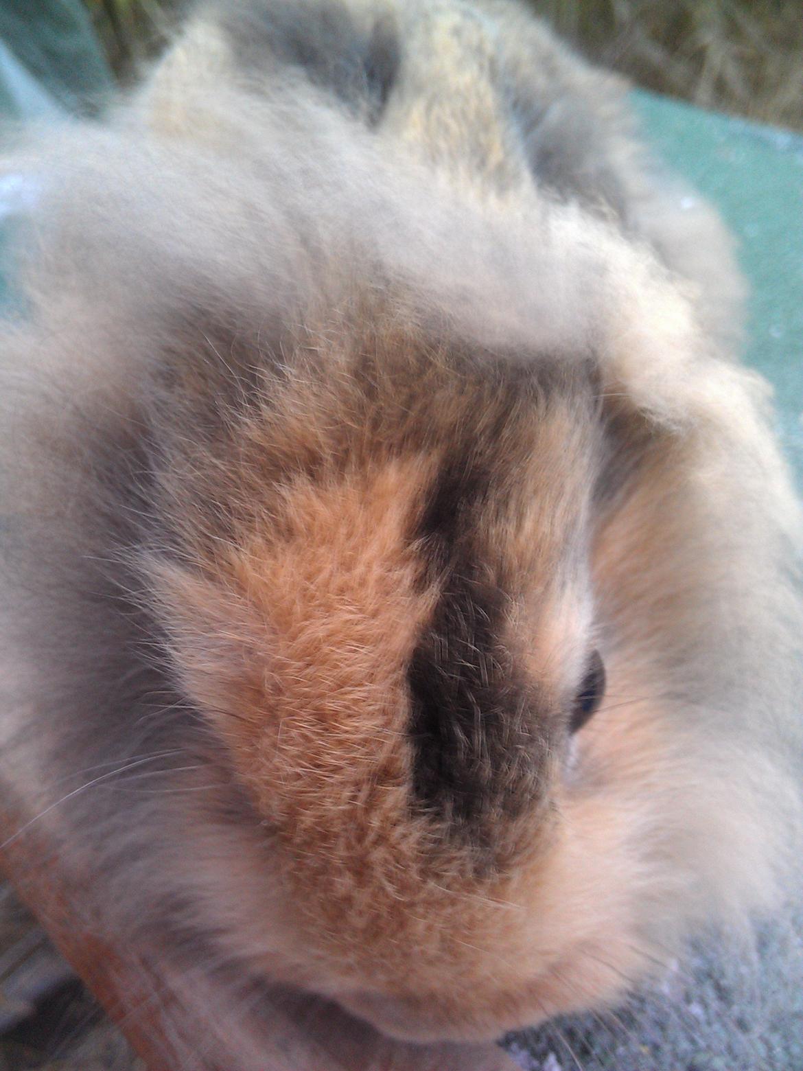 Kanin Tantetuts Marilyn billede 10