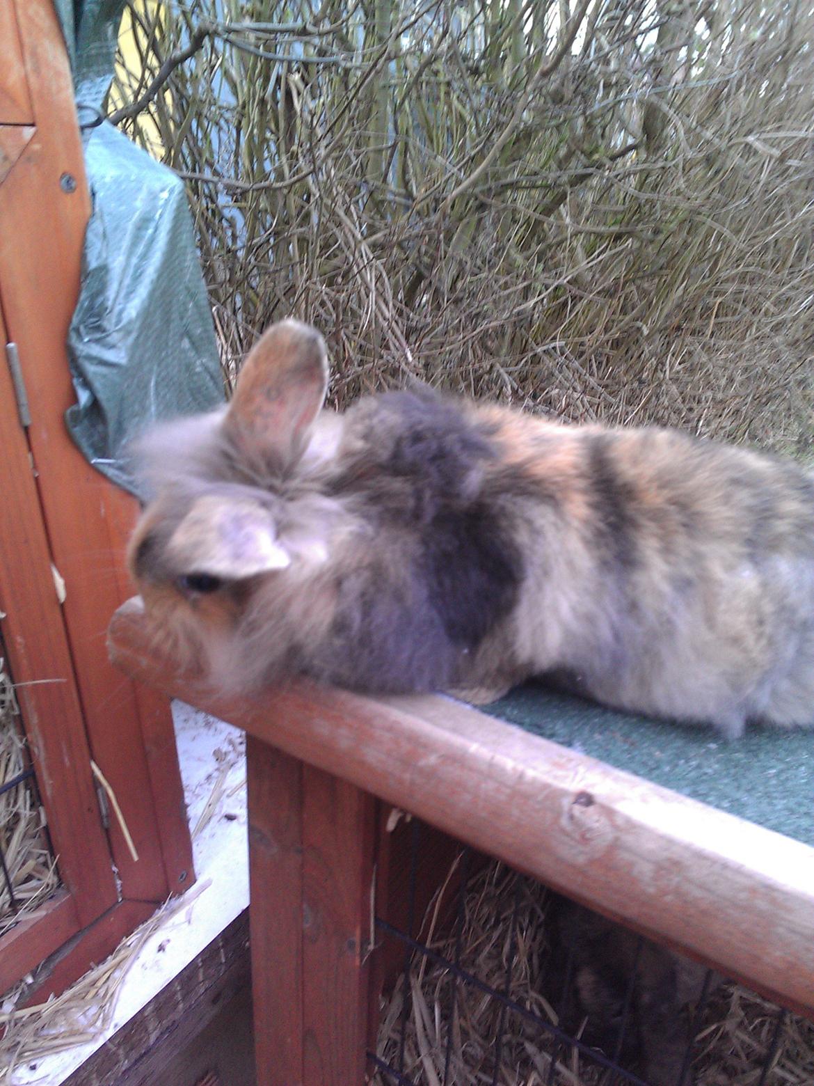 Kanin Tantetuts Marilyn billede 11