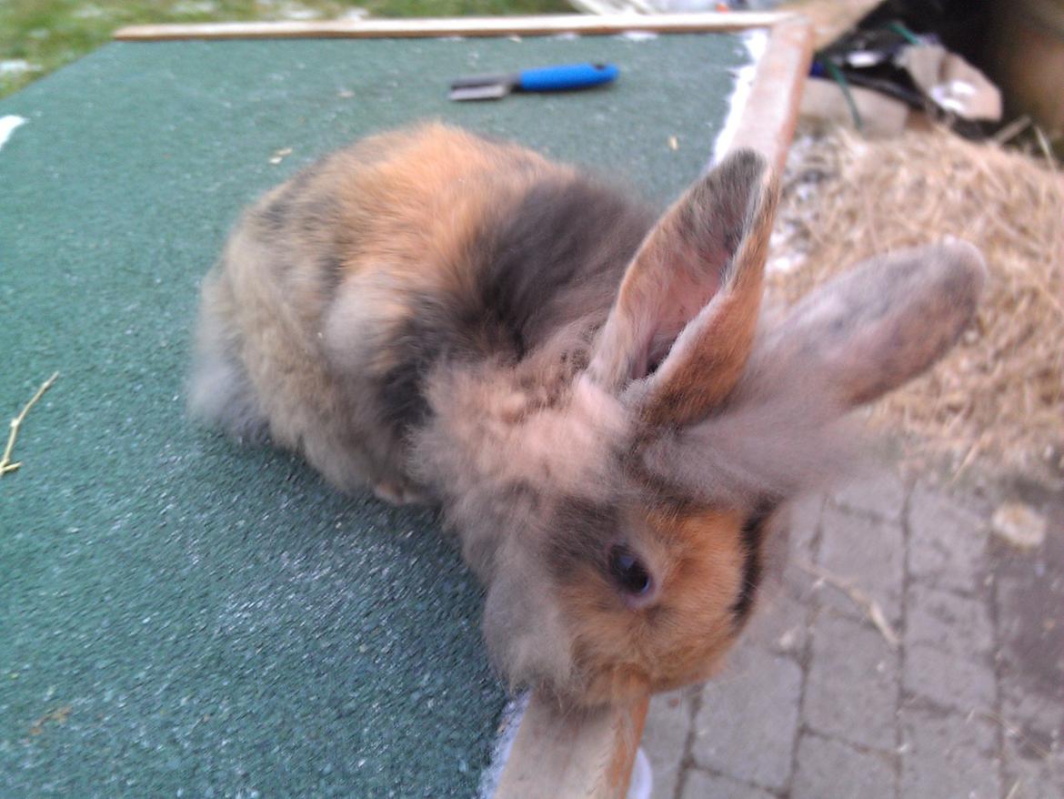 Kanin Tantetuts Marilyn billede 12