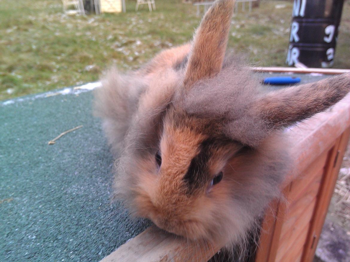 Kanin Tantetuts Marilyn billede 13