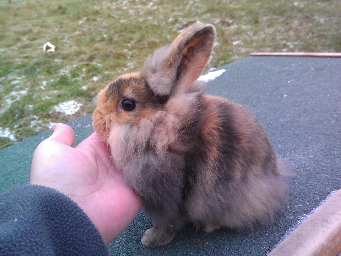 Kanin Tantetuts Marilyn billede 14