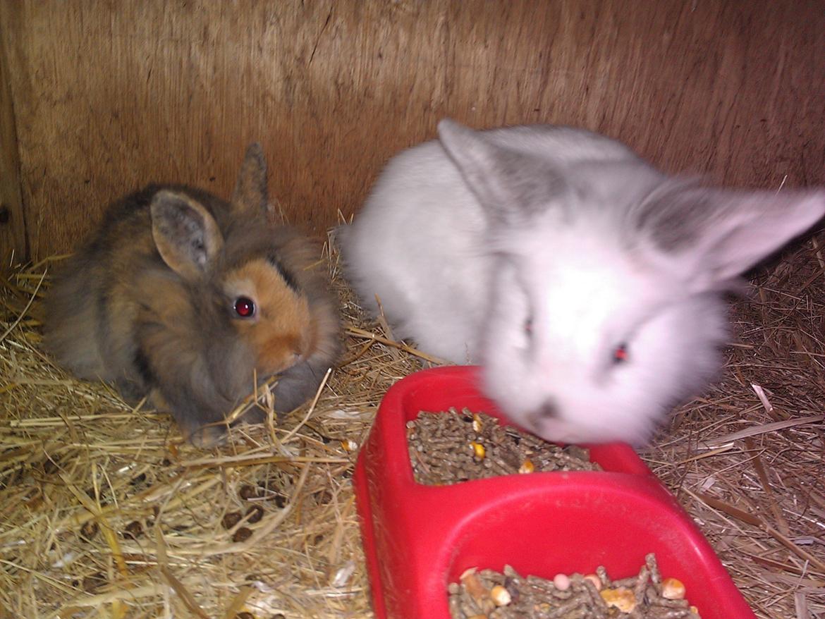 Kanin Tantetuts Marilyn billede 15