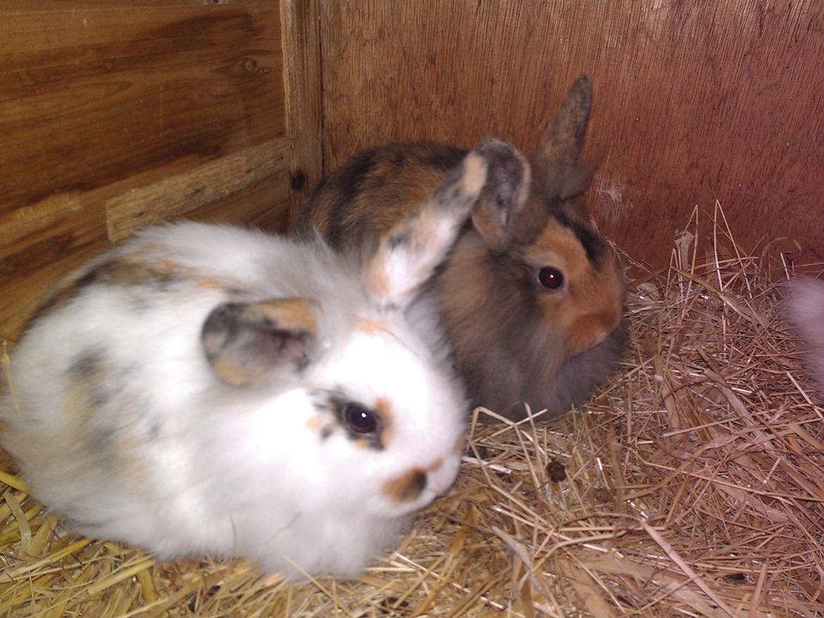 Kanin Tantetuts Marilyn billede 16