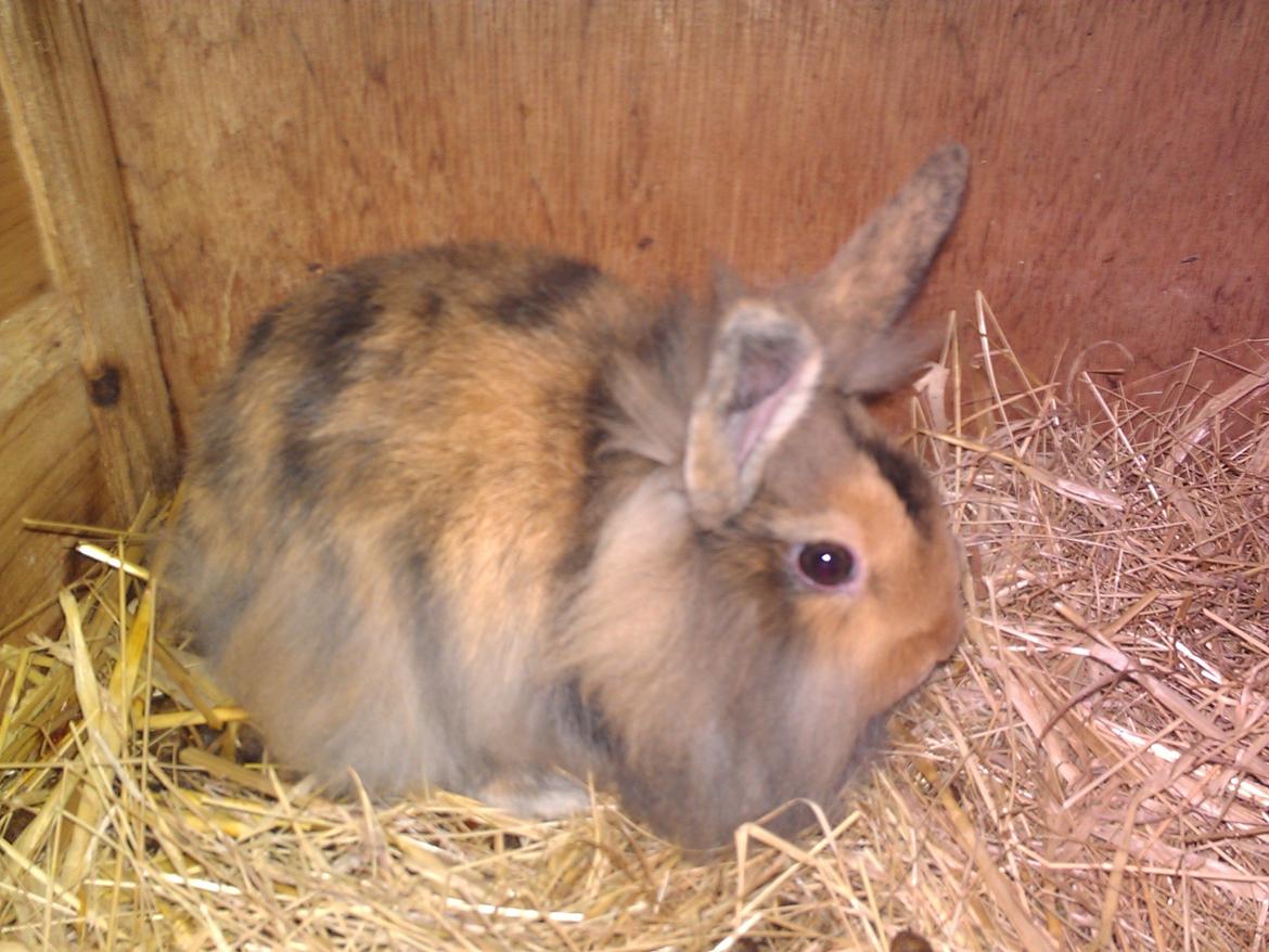 Kanin Tantetuts Marilyn billede 17