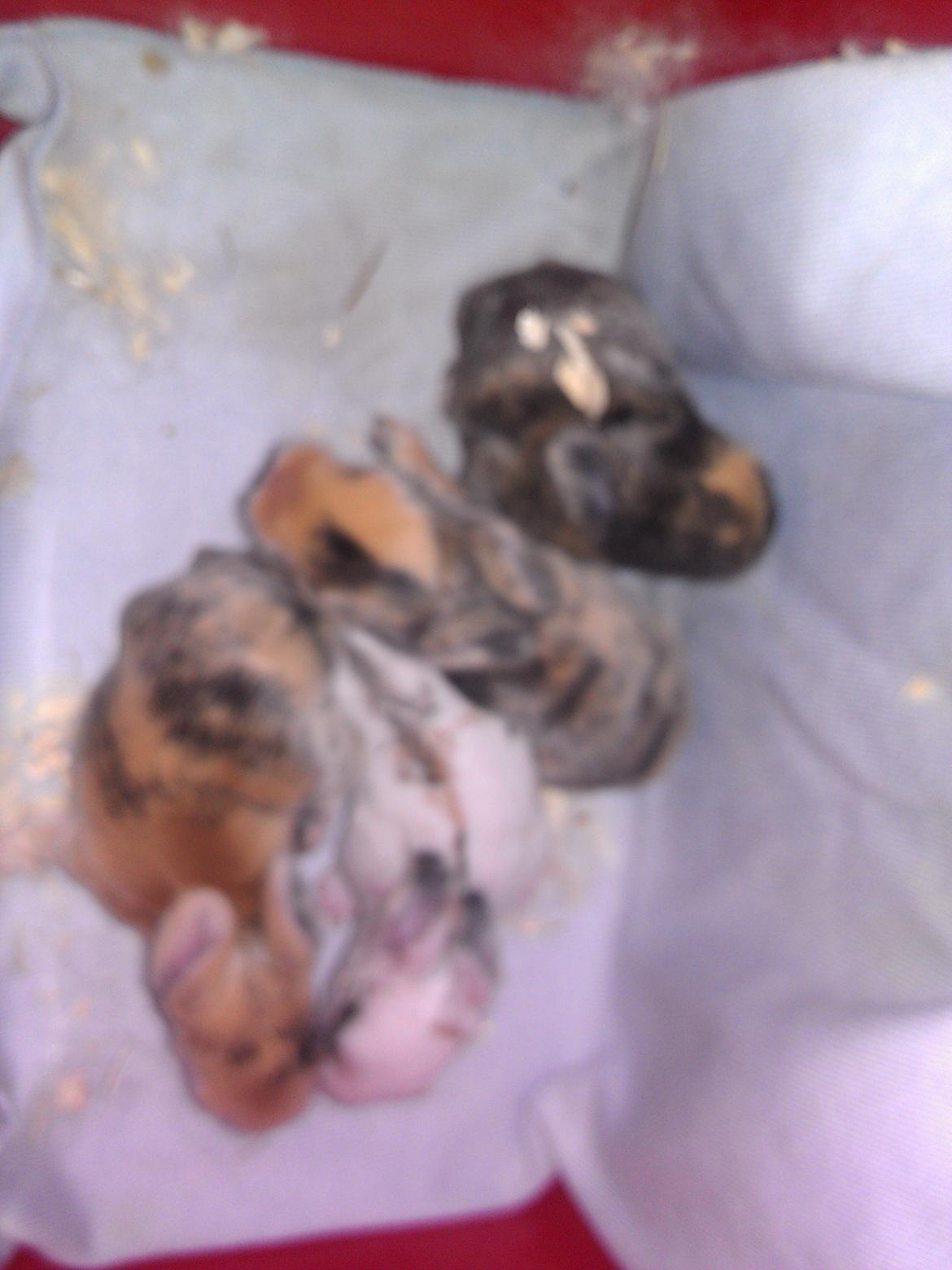 Kanin Tantetuts Marilyn billede 18