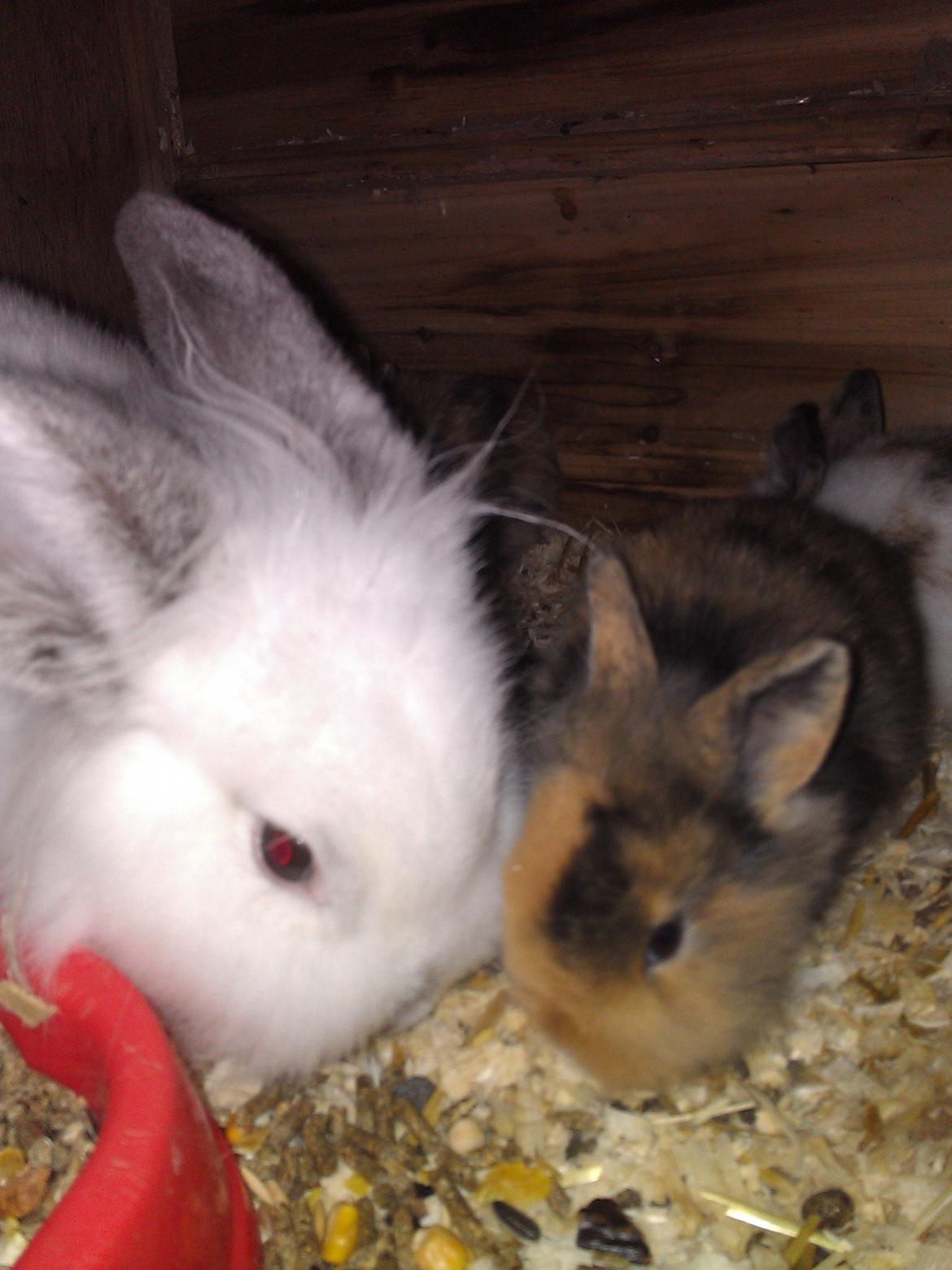 Kanin Tantetuts Marilyn billede 19