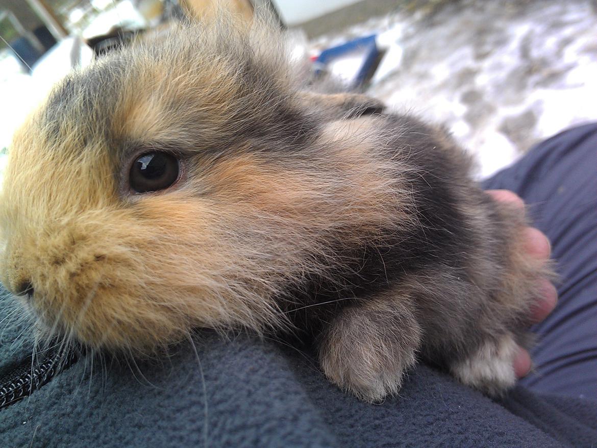 Kanin Tantetuts Marilyn billede 20