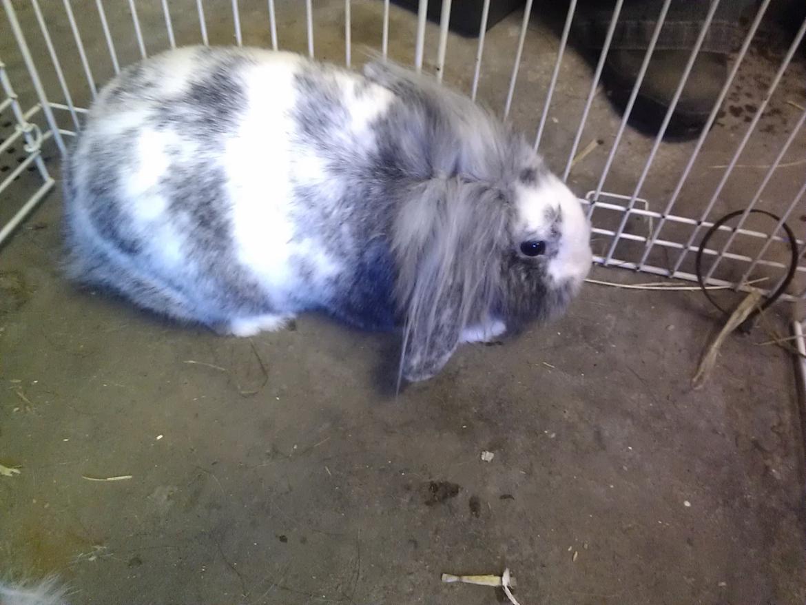 Kanin Monique billede 2