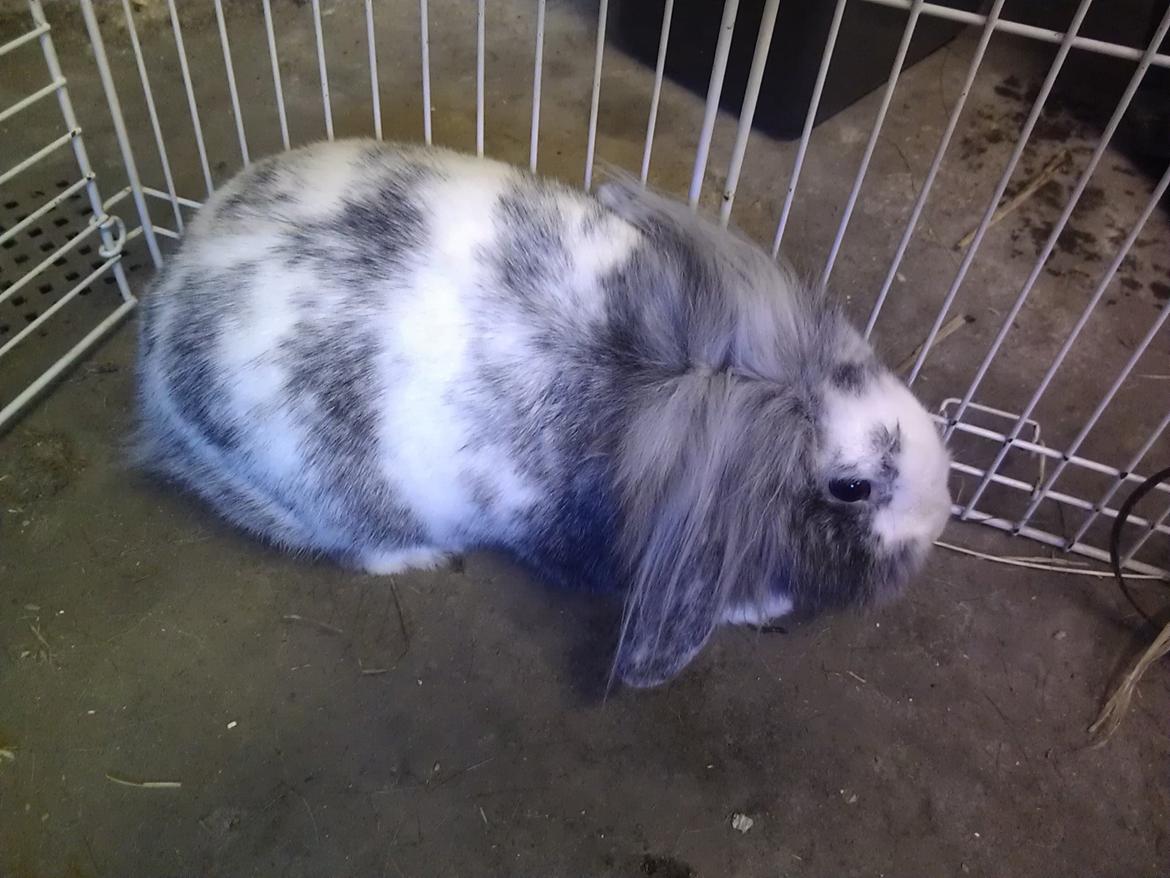 Kanin Monique billede 3