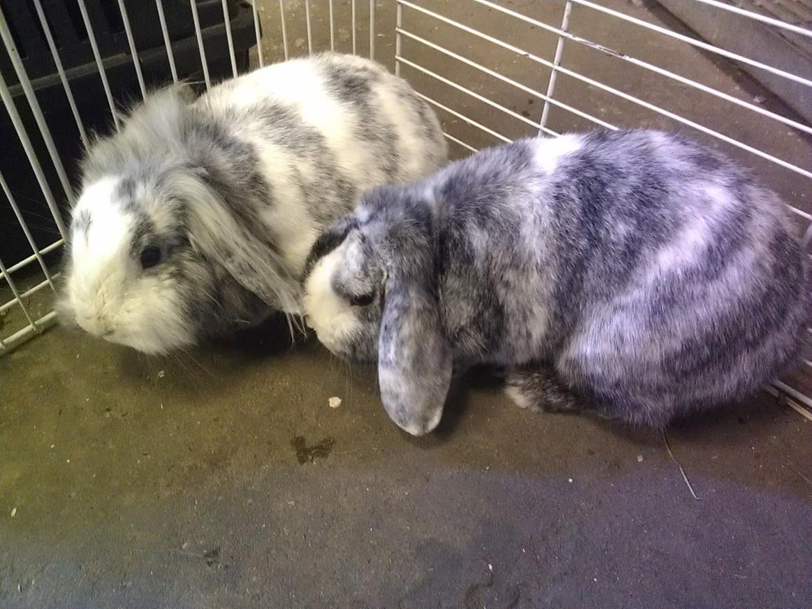 Kanin Monique billede 4