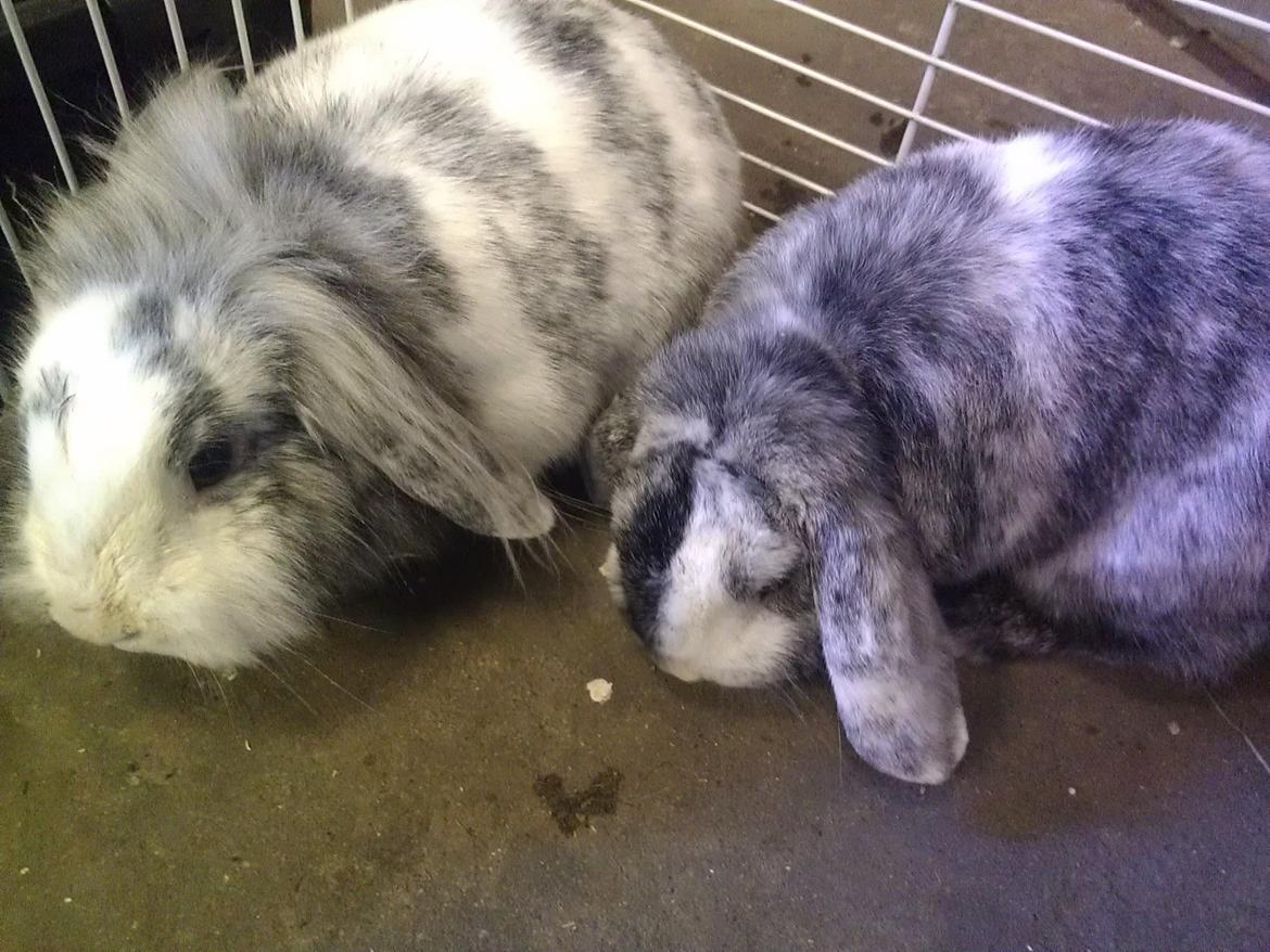 Kanin Monique billede 5