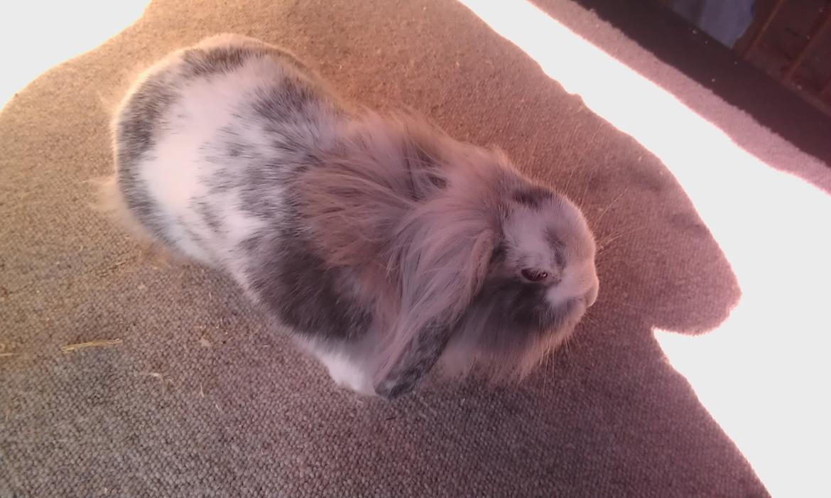 Kanin Monique billede 6