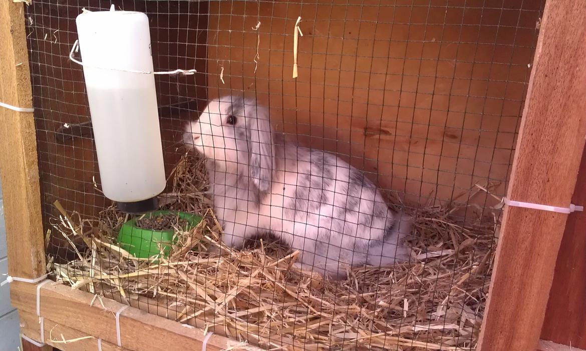 Kanin Monique billede 7