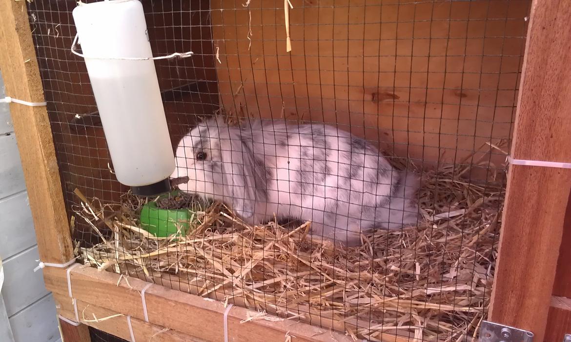 Kanin Monique billede 8