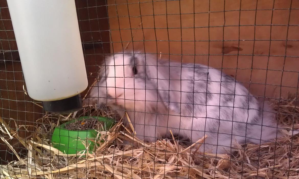 Kanin Monique billede 9