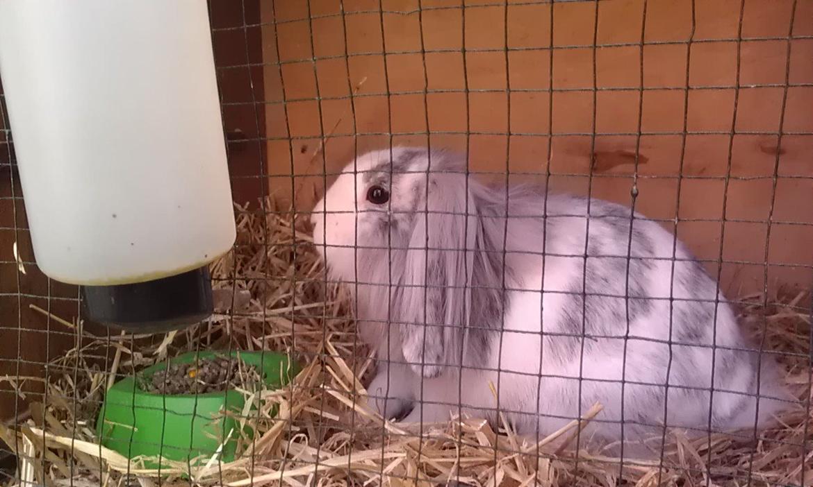 Kanin Monique billede 10