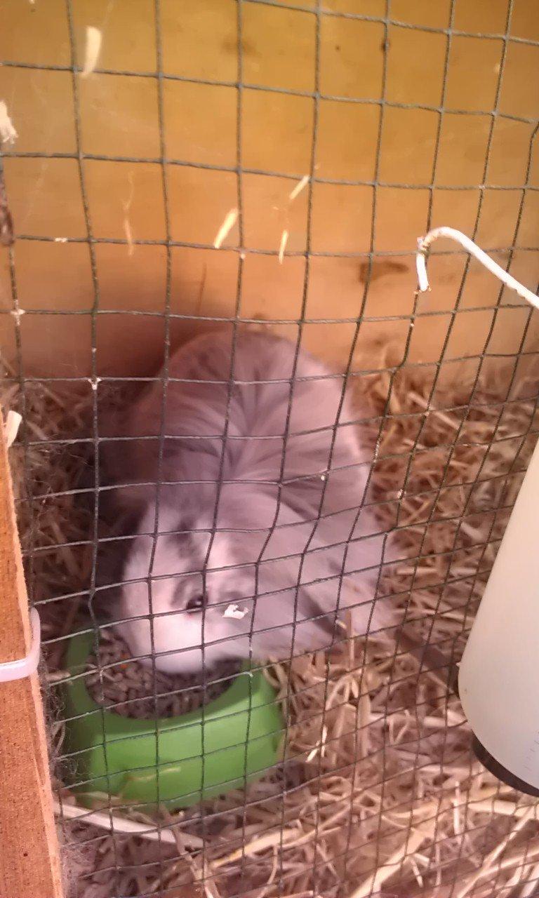 Kanin Monique billede 11