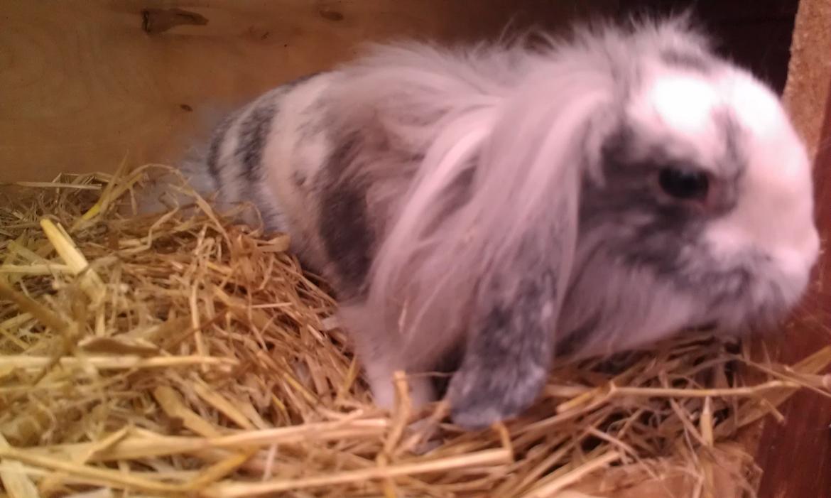 Kanin Monique billede 12