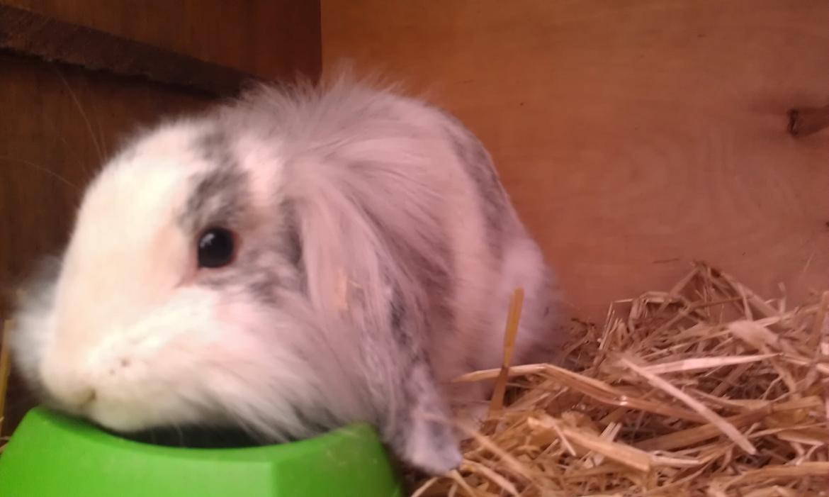 Kanin Monique billede 13