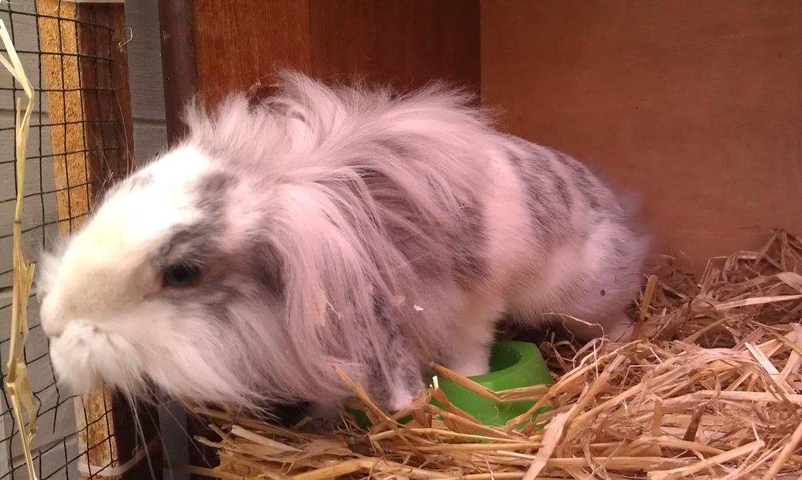 Kanin Monique billede 14