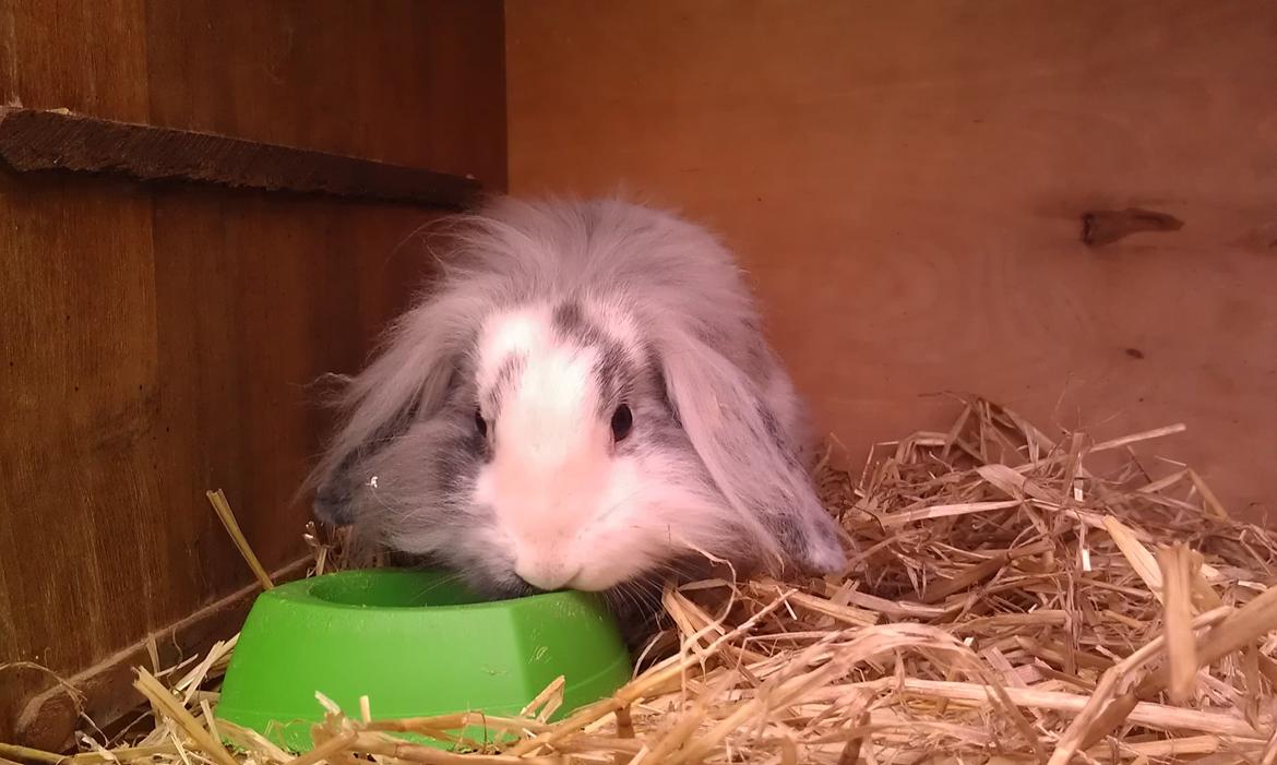 Kanin Monique billede 15