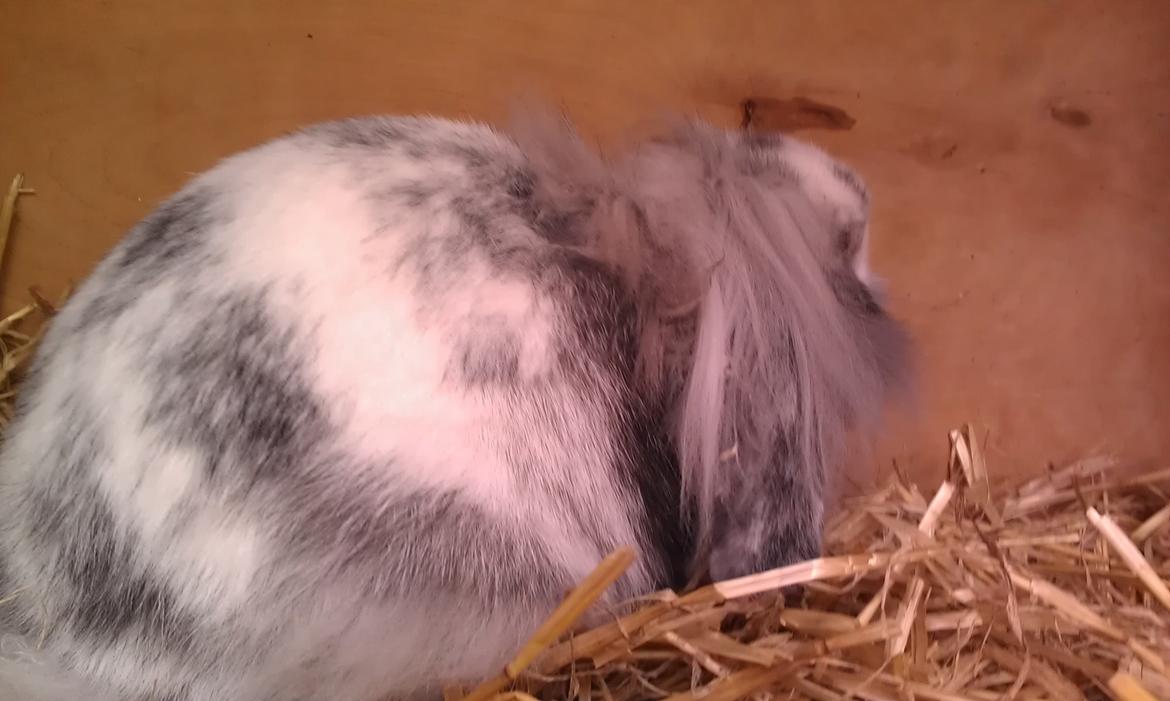 Kanin Monique billede 16