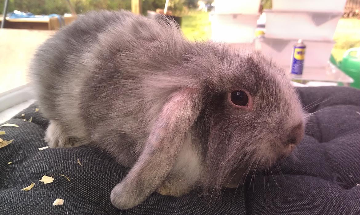 Kanin Tantetuts Figaro billede 1