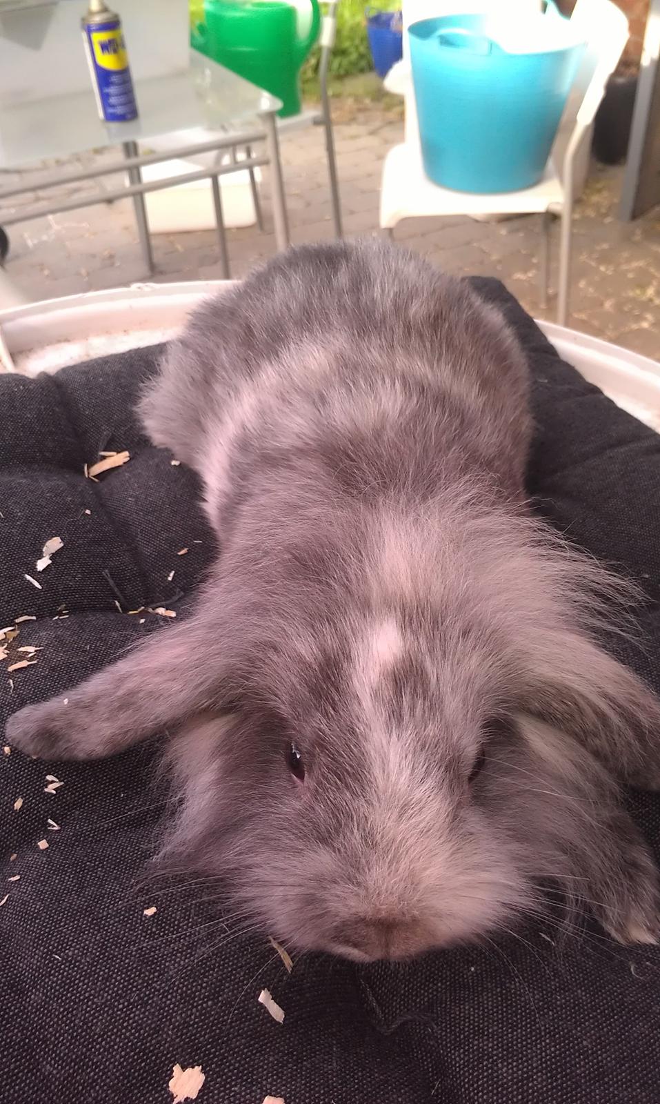 Kanin Tantetuts Figaro billede 6