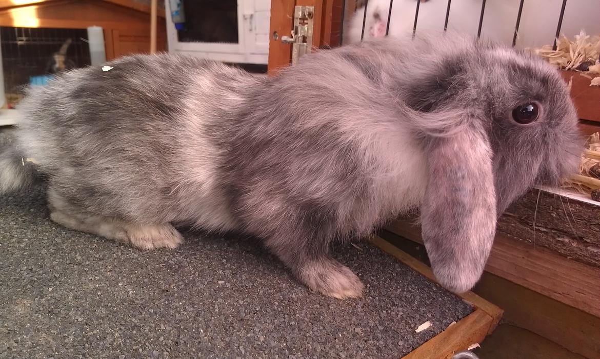 Kanin Tantetuts Figaro billede 9