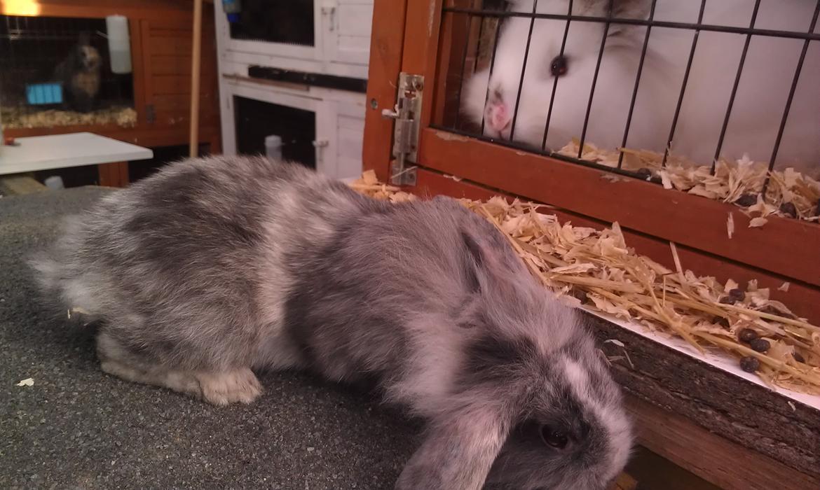 Kanin Tantetuts Figaro billede 10