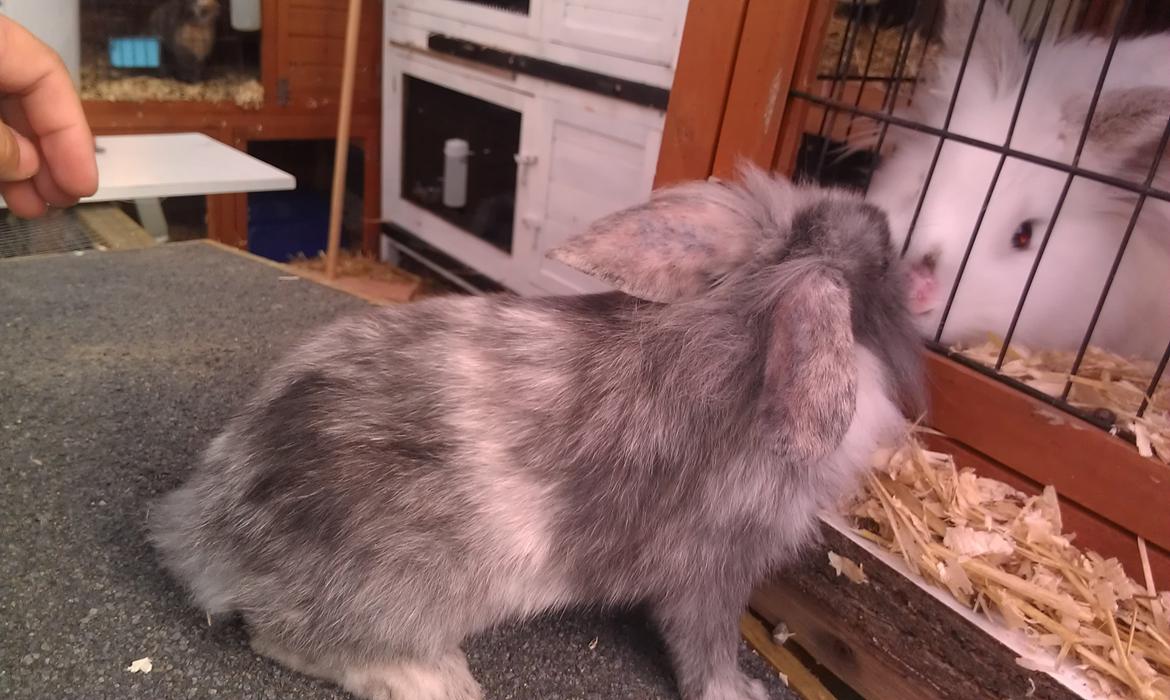 Kanin Tantetuts Figaro billede 11