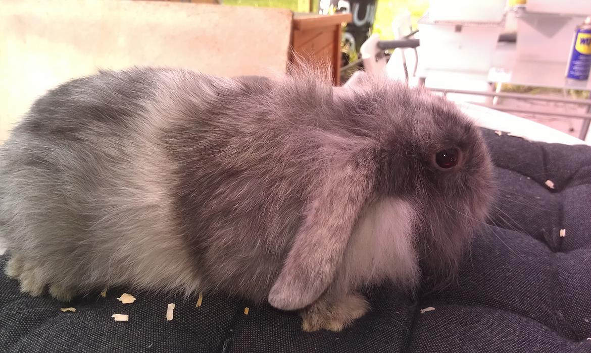 Kanin Tantetuts Figaro billede 12