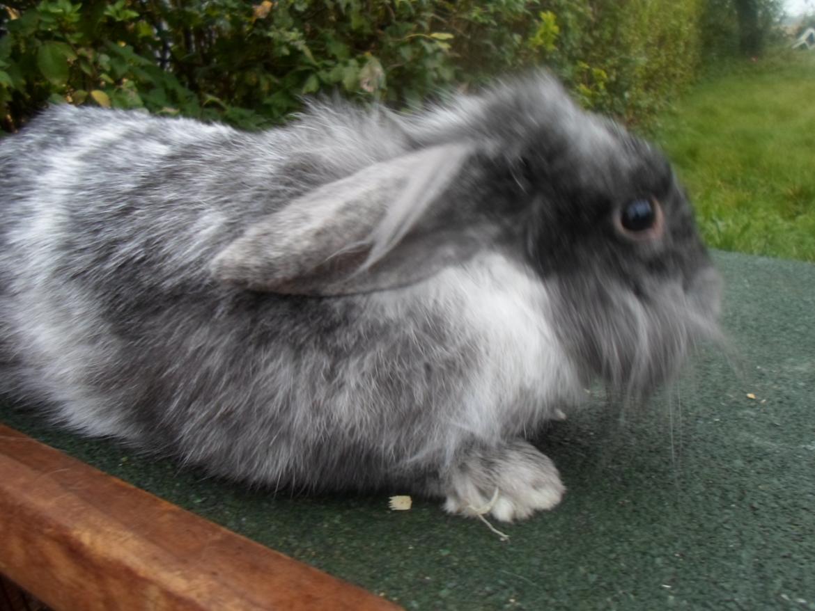 Kanin Tantetuts Figaro billede 13