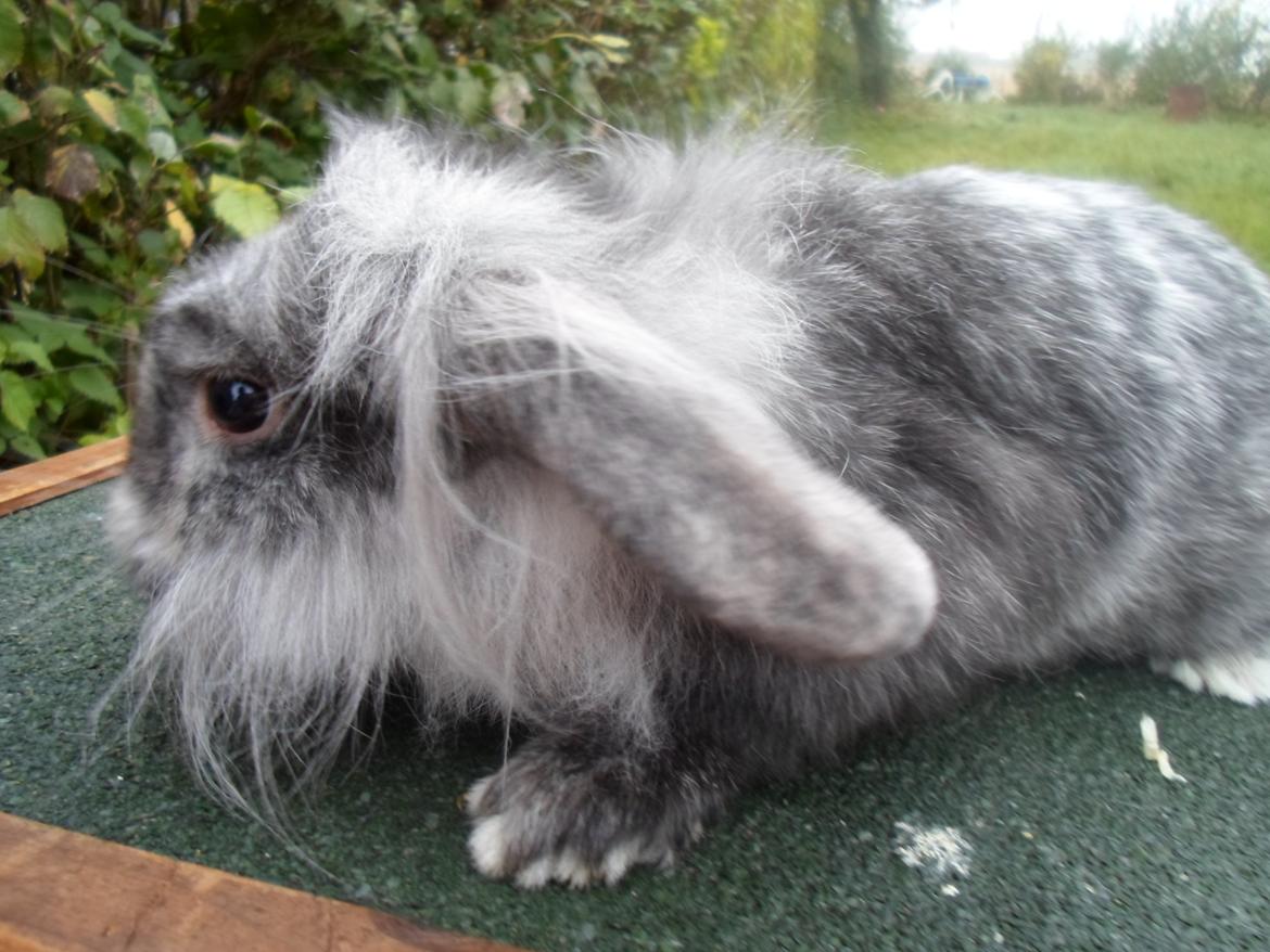 Kanin Tantetuts Figaro billede 16