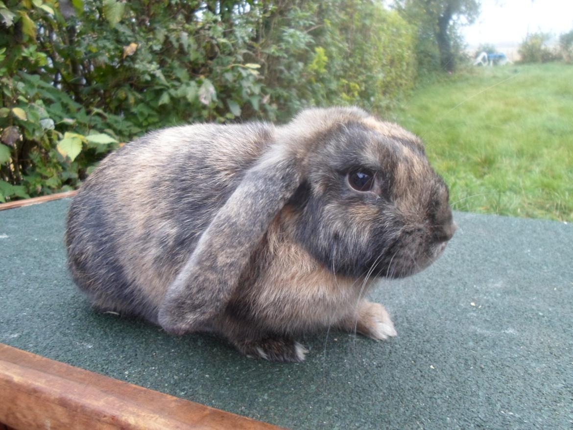 Kanin Maddie billede 2