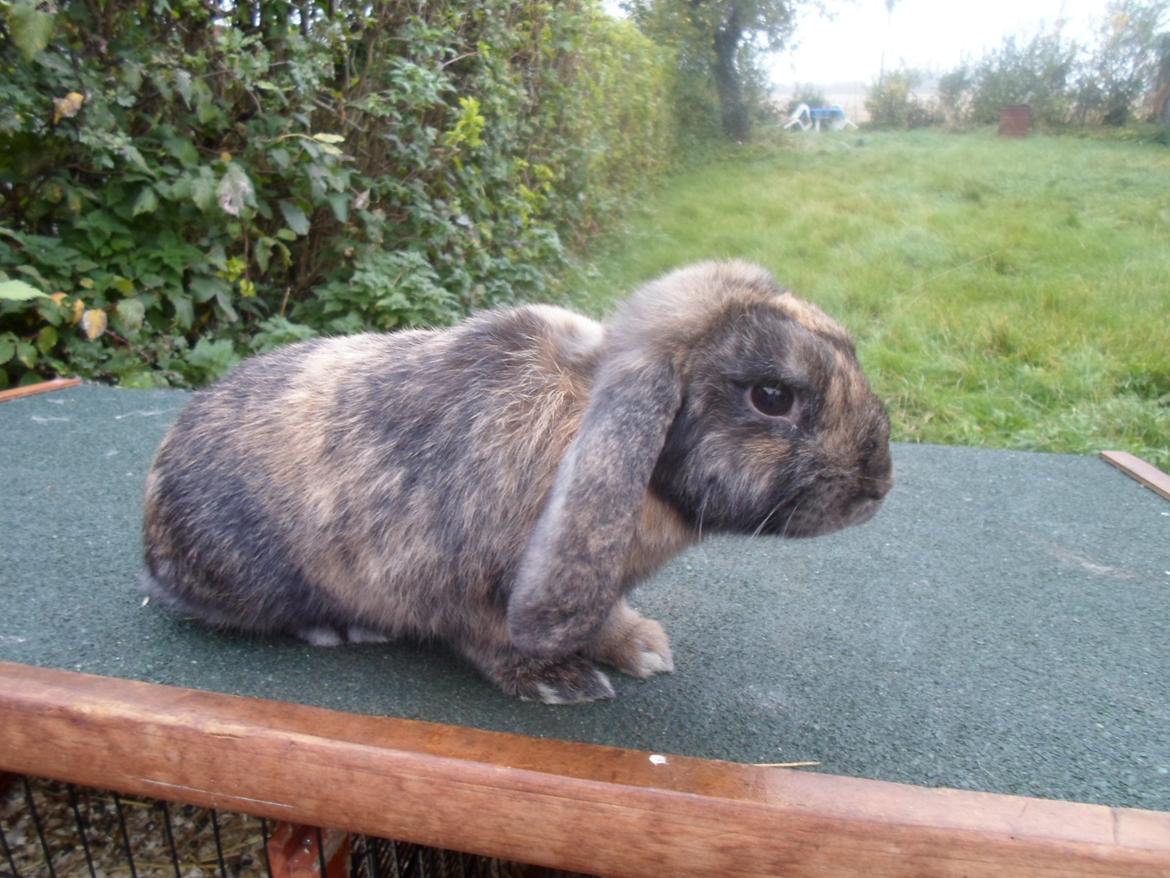 Kanin Maddie billede 3